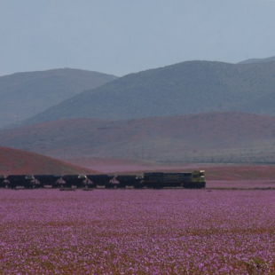 Cistanthe longiscapa and train